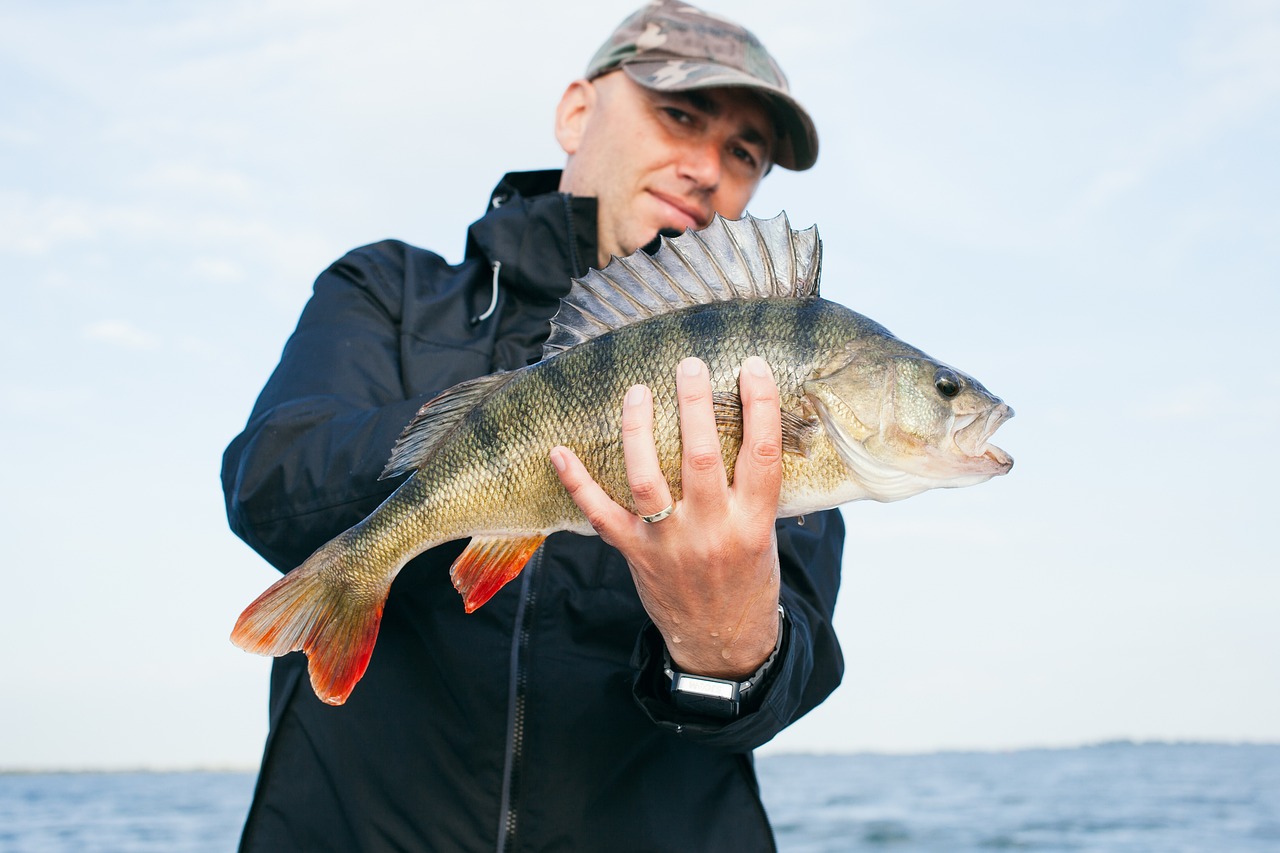 small baitfish small baitfish