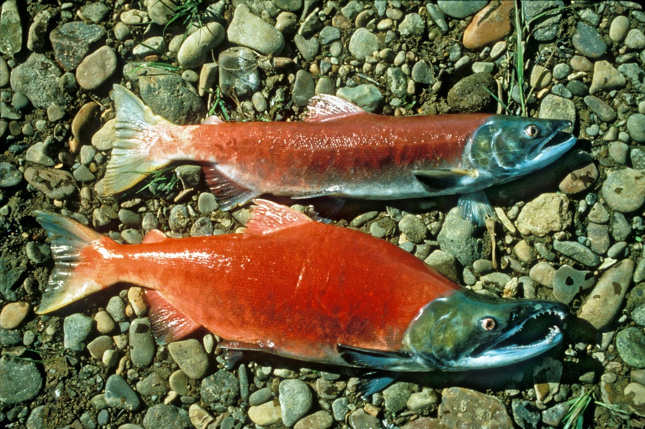 sockeye salmon fillet sockeye salmon fillet