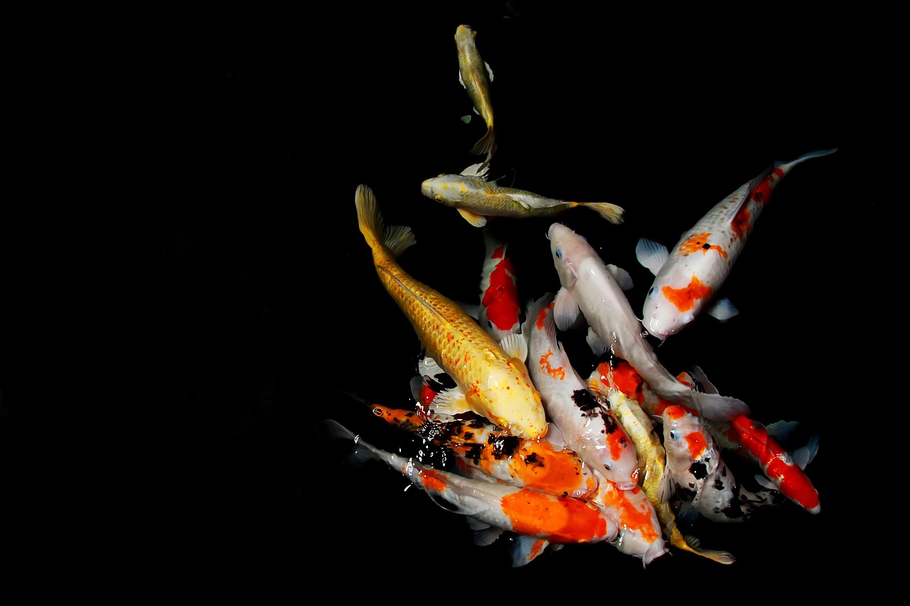taisho sanke koi taisho sanke koi