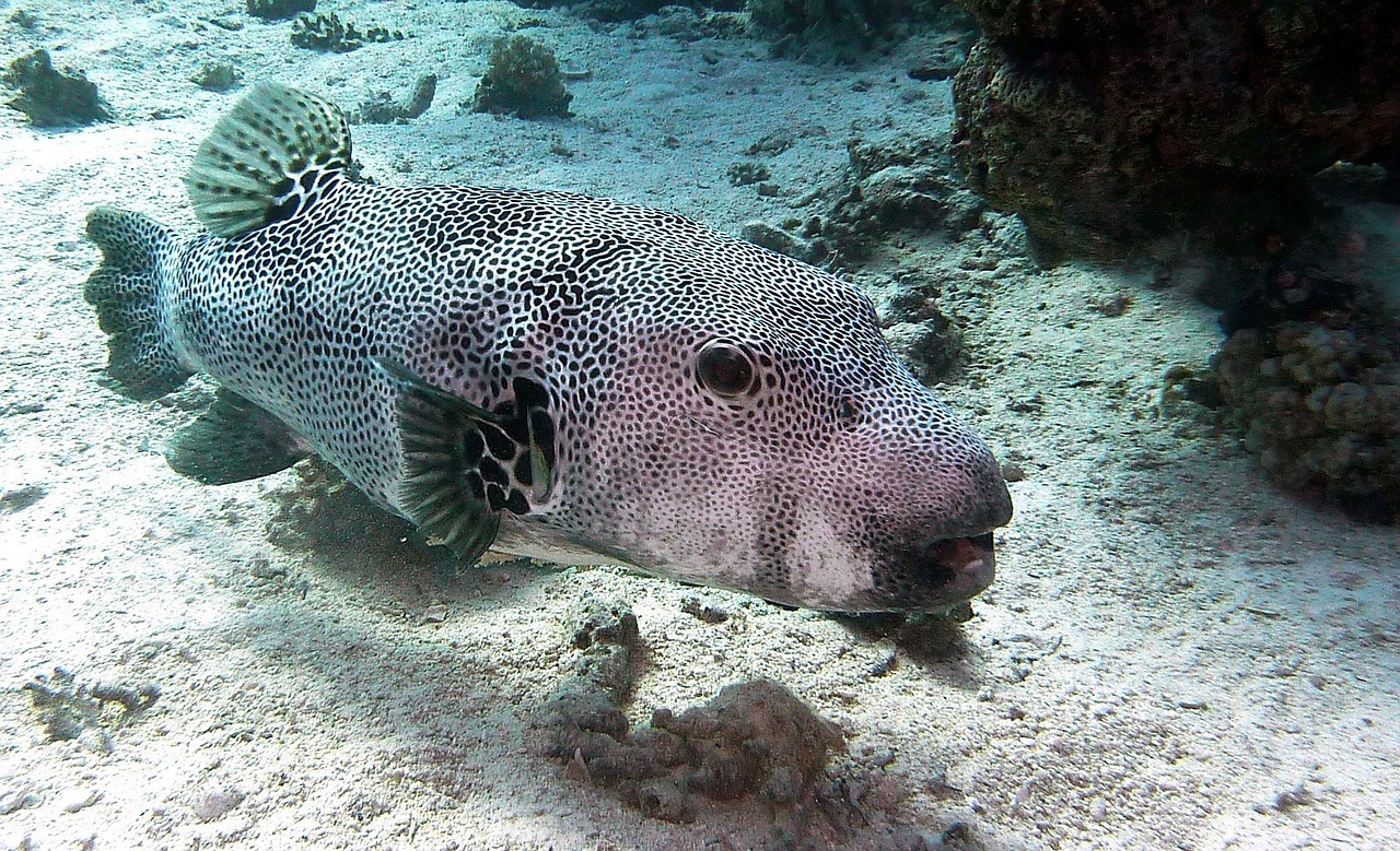 tiger puffer fish tiger puffer fish