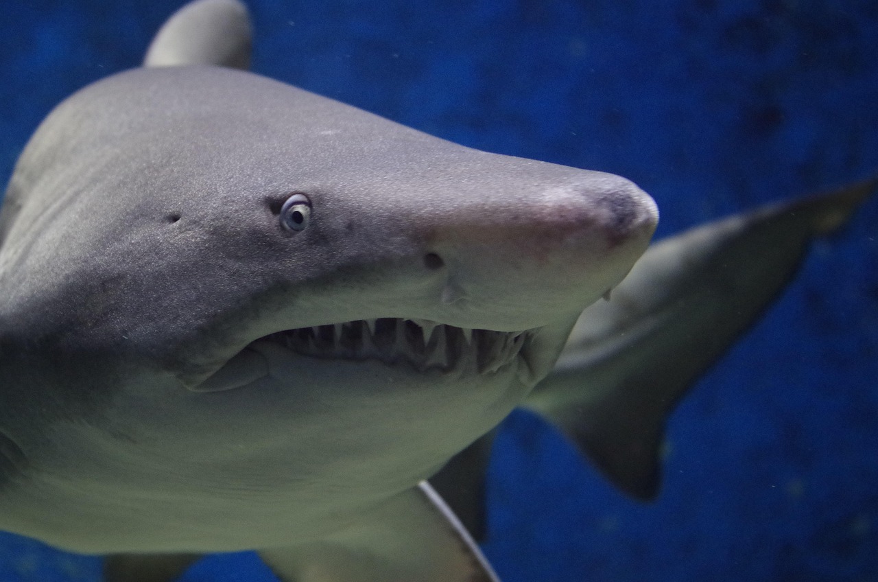 tiger shark teeth tiger shark teeth