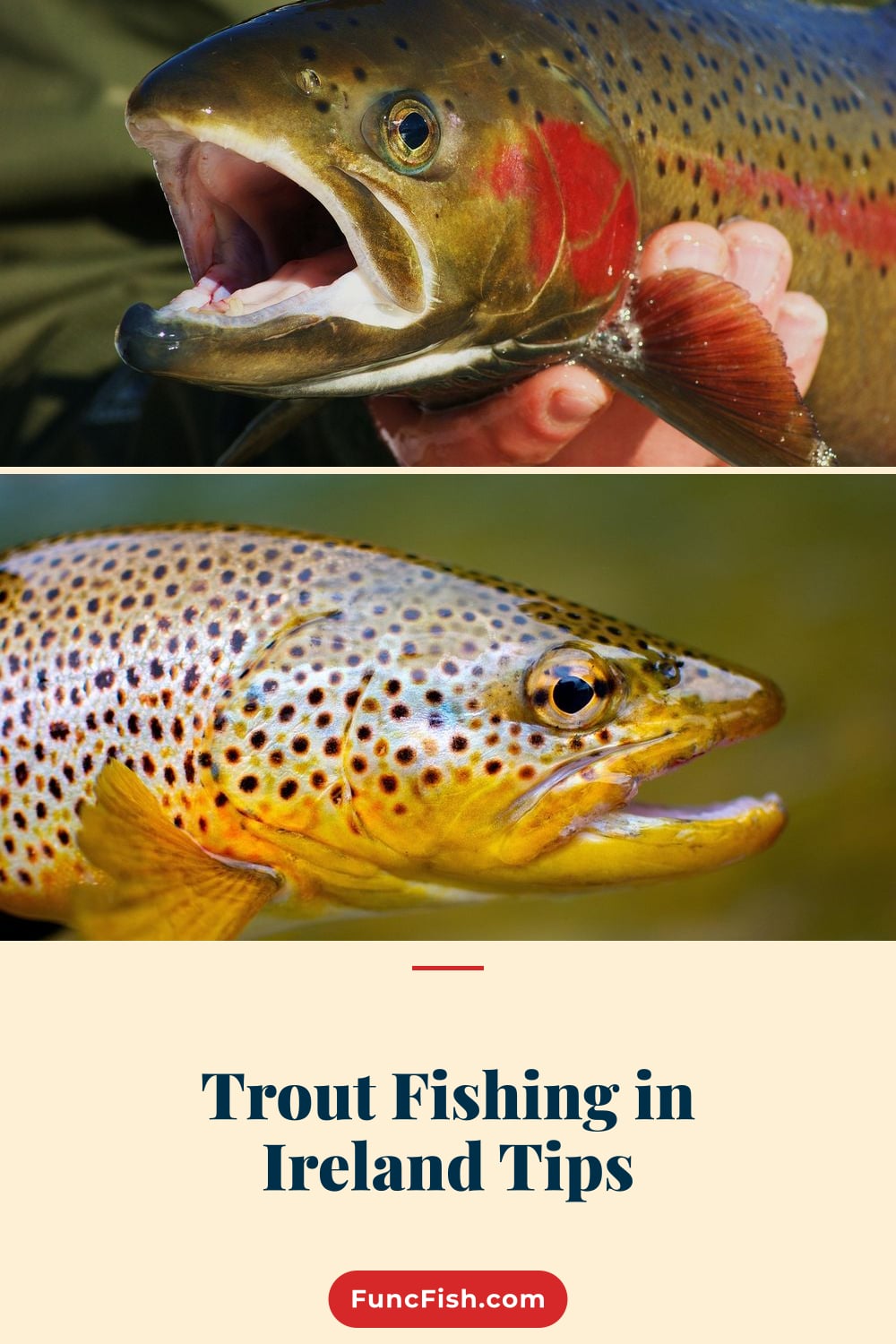 Trout Fishing in Ireland Tips Trout Fishing in Ireland Tips