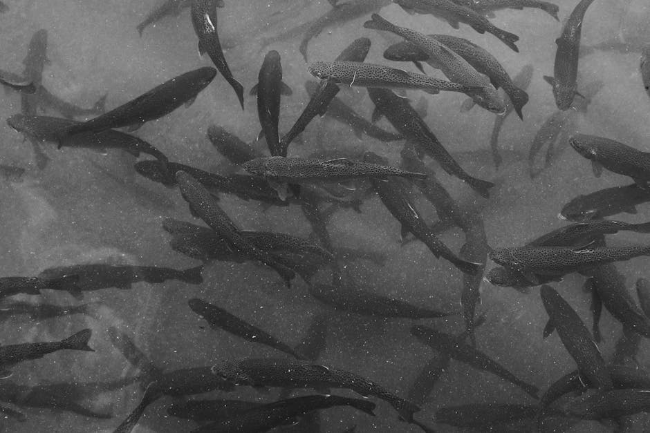 trout swimming in river trout swimming in river