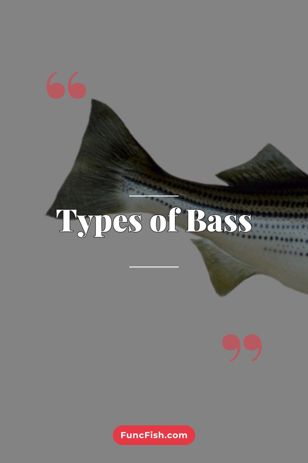 Types of Bass