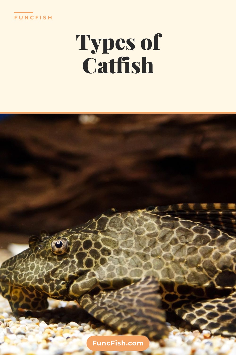 Types of Catfish