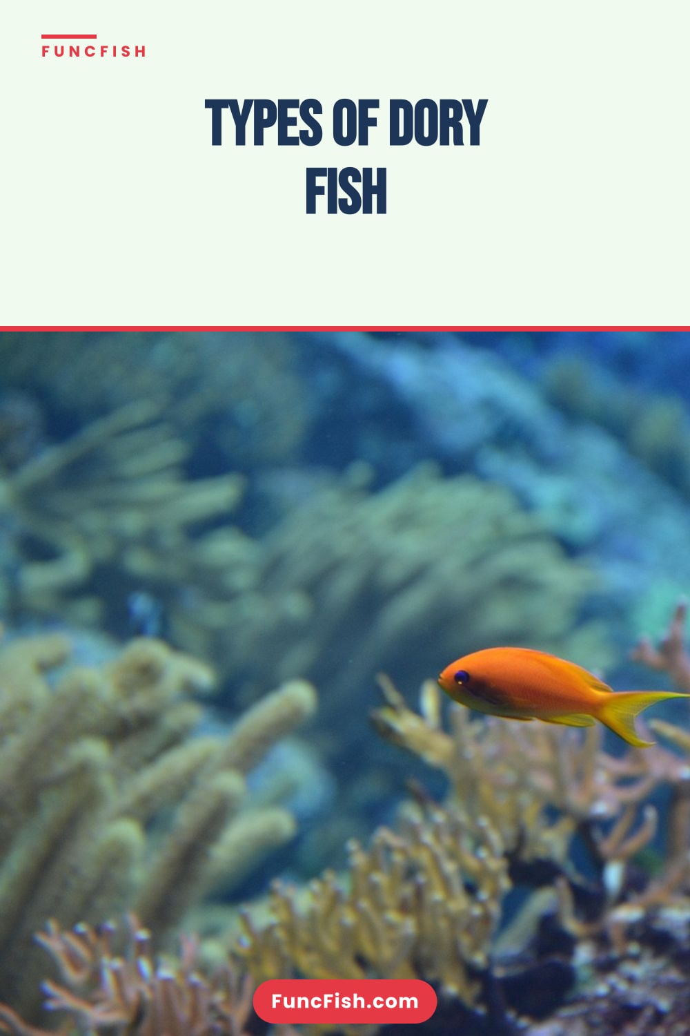 Types of Dory Fish