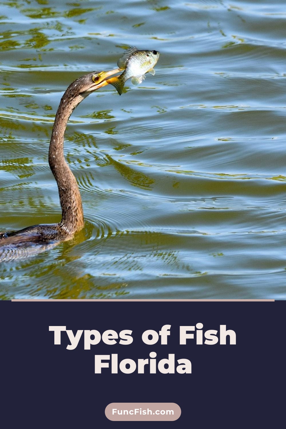 Types of Fish Florida