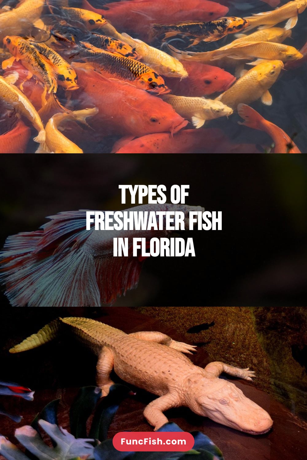 Types of Freshwater Fish in Florida