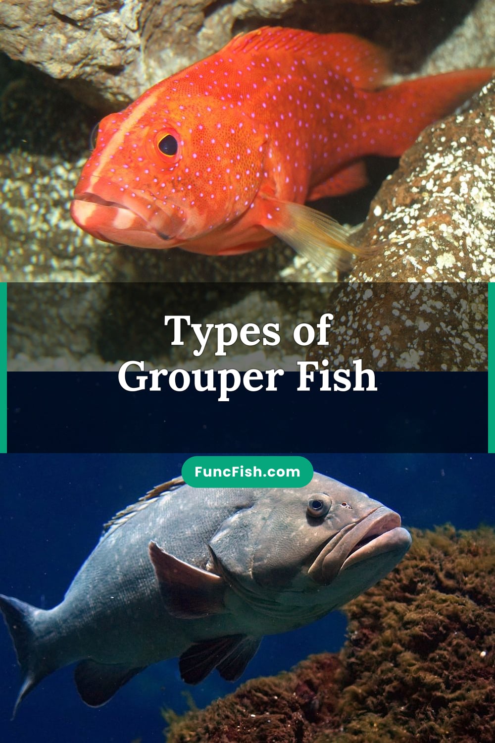Types of Grouper Fish Types of Grouper Fish