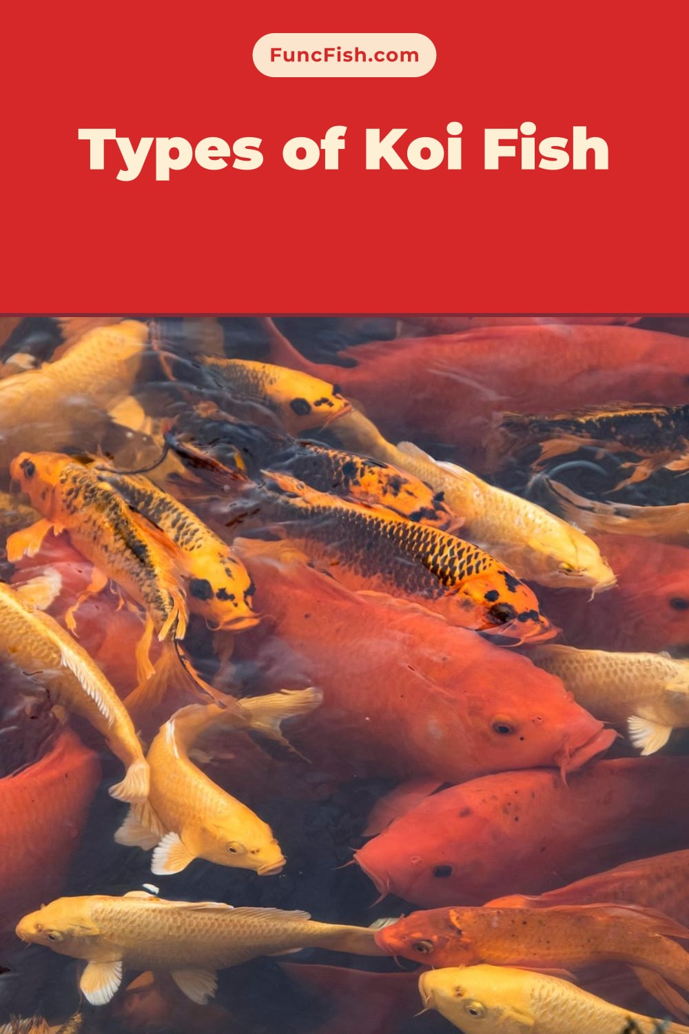 Types of Koi Fish