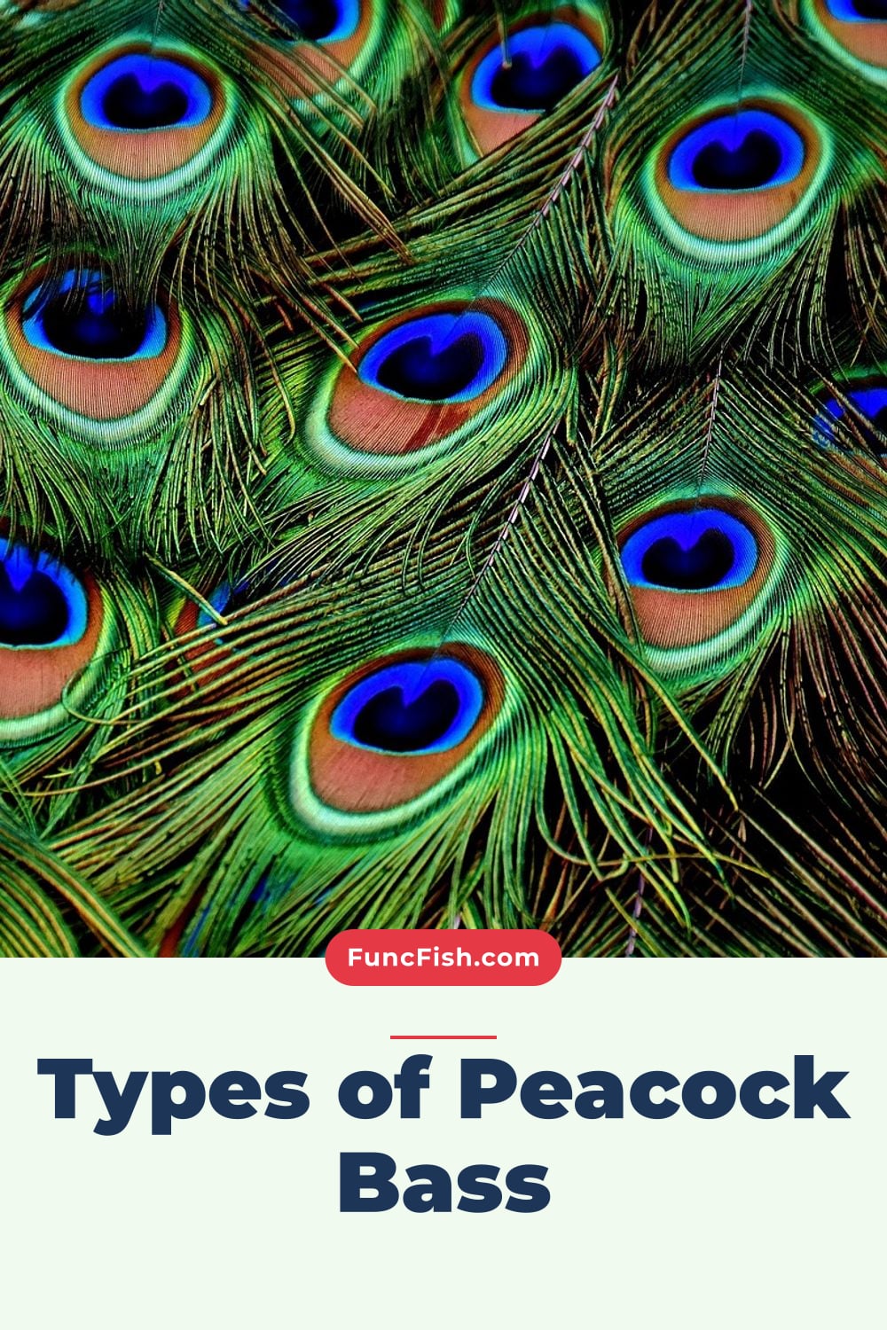Types of Peacock Bass Types of Peacock Bass