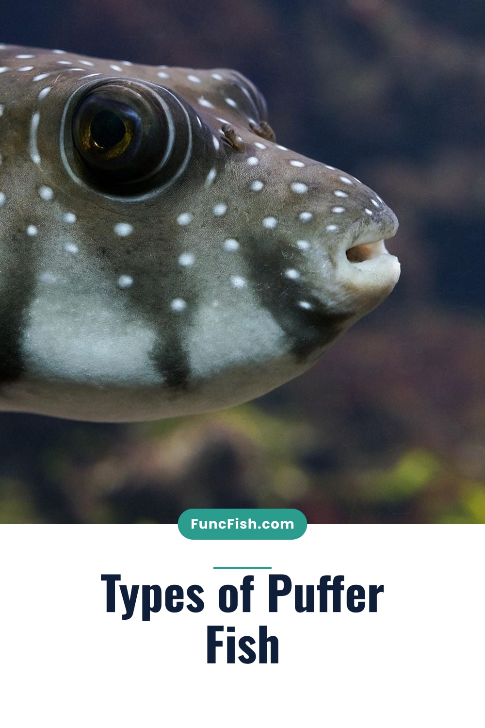 Types of Puffer Fish