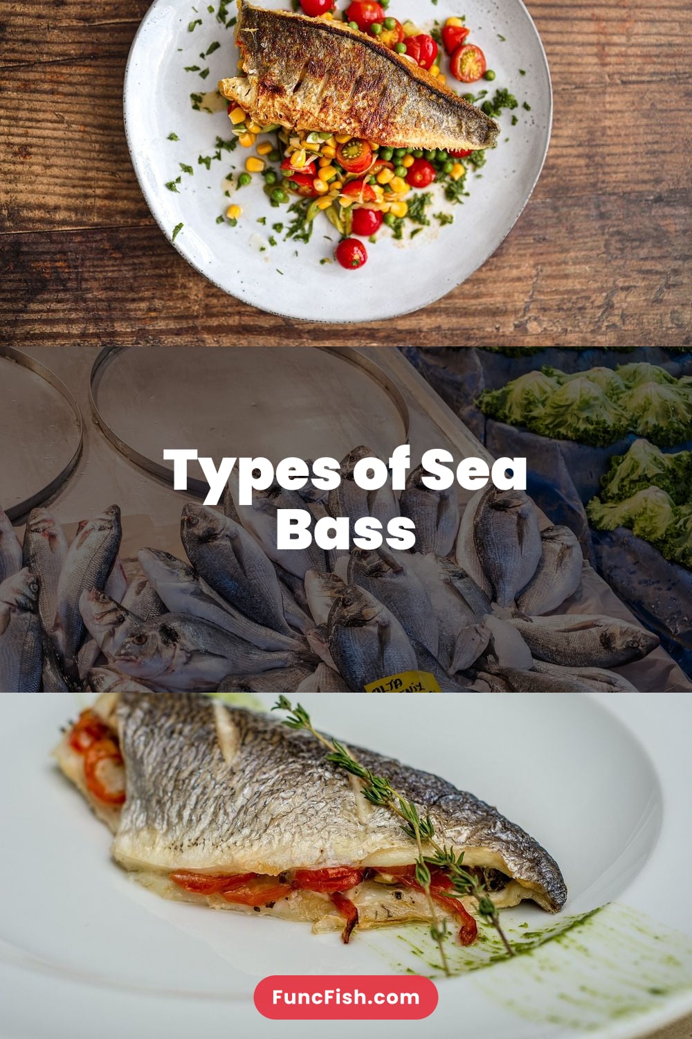 Types of Sea Bass Types of Sea Bass