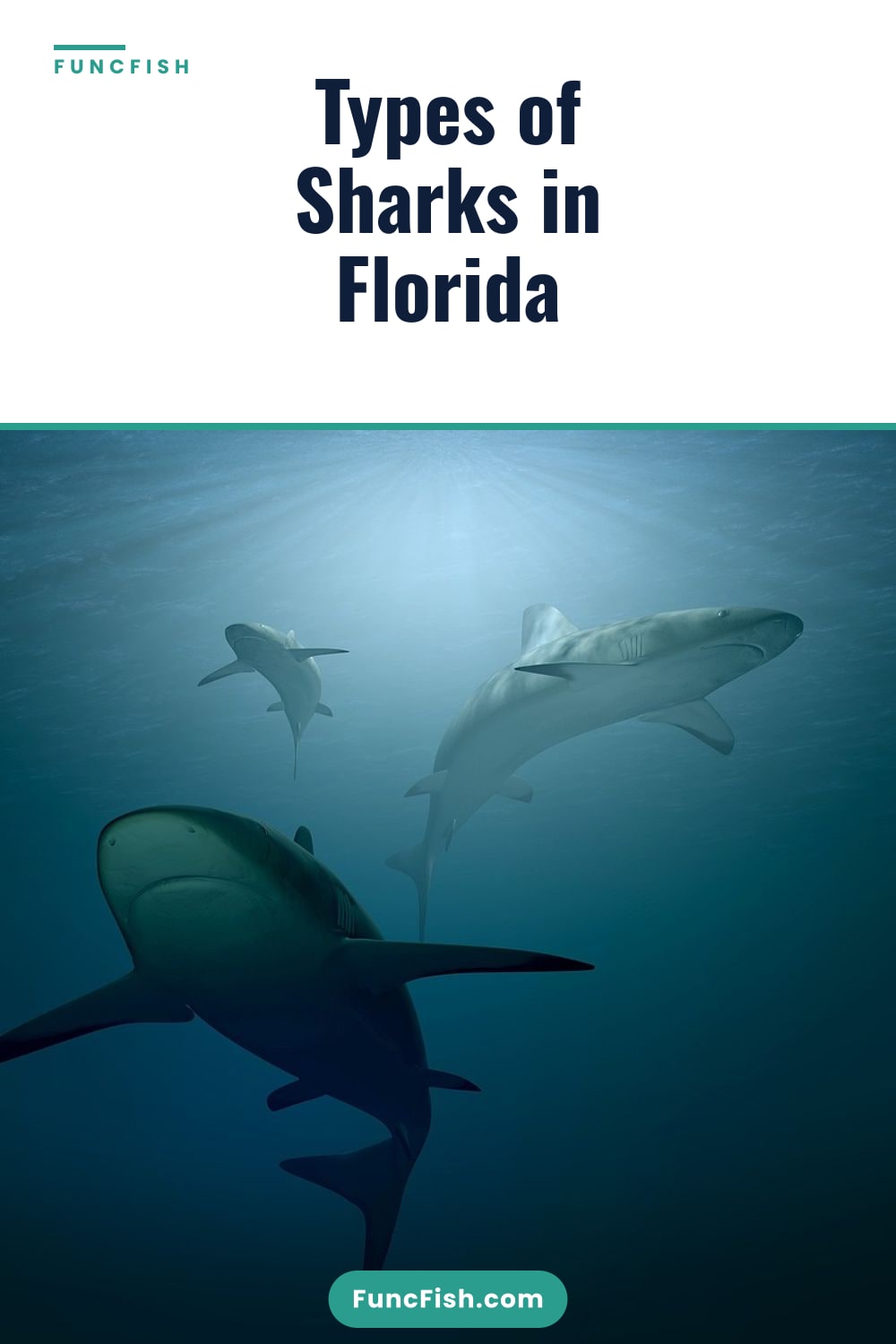 Types of Sharks in Florida