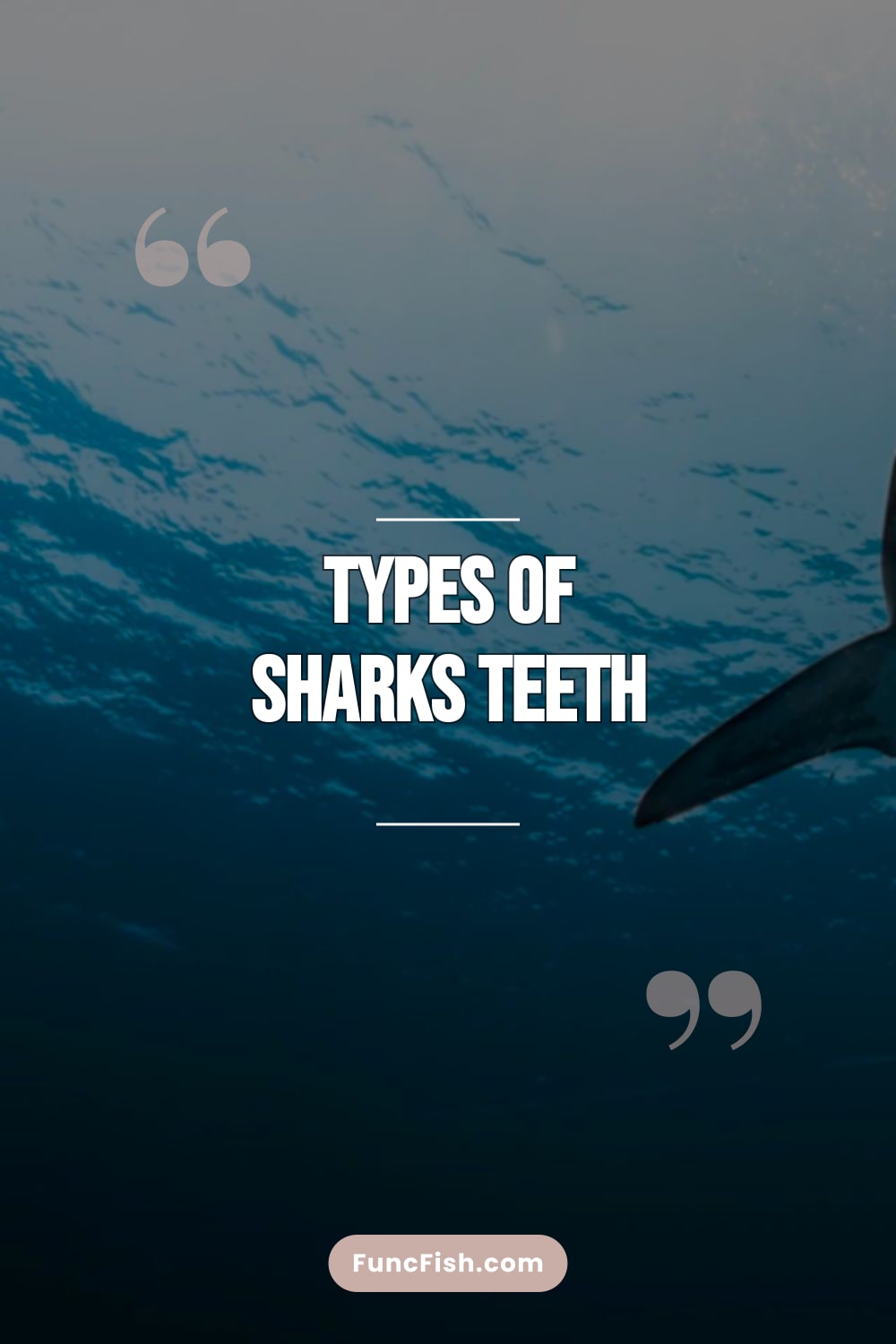 Types of Sharks Teeth Types of Sharks Teeth