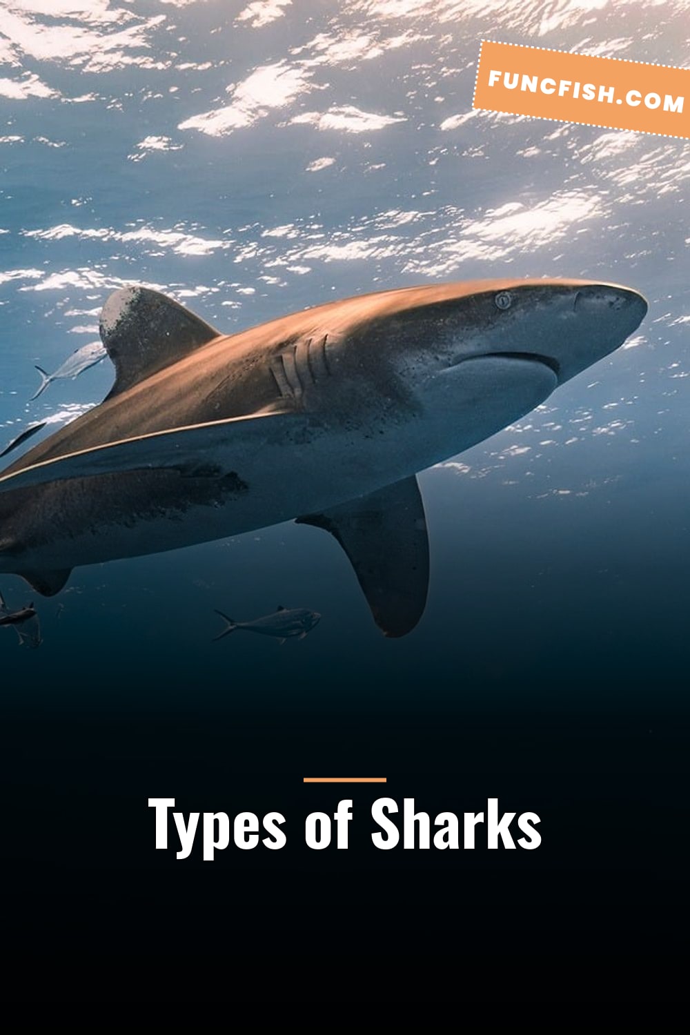 Types of Sharks
