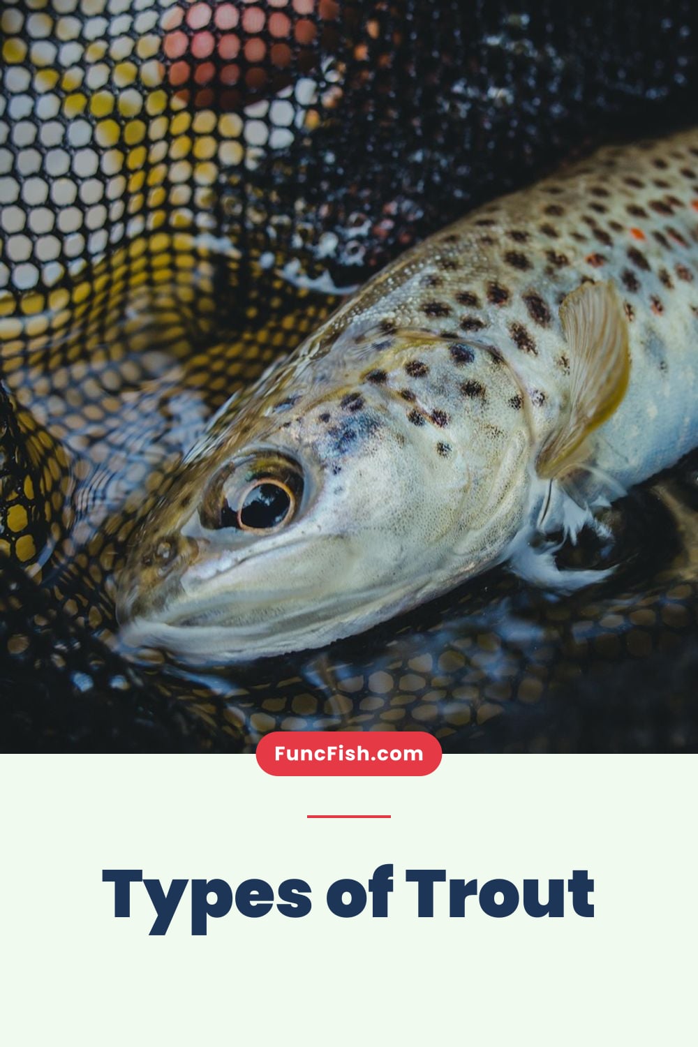 Types of Trout