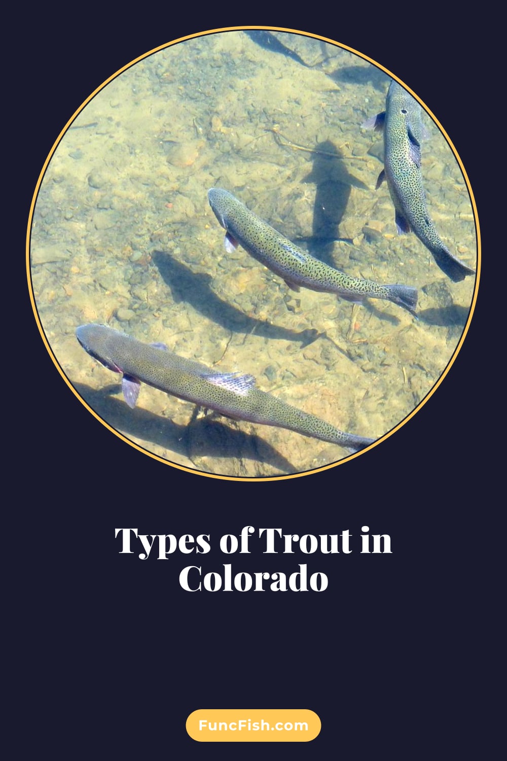 Types of Trout in Colorado