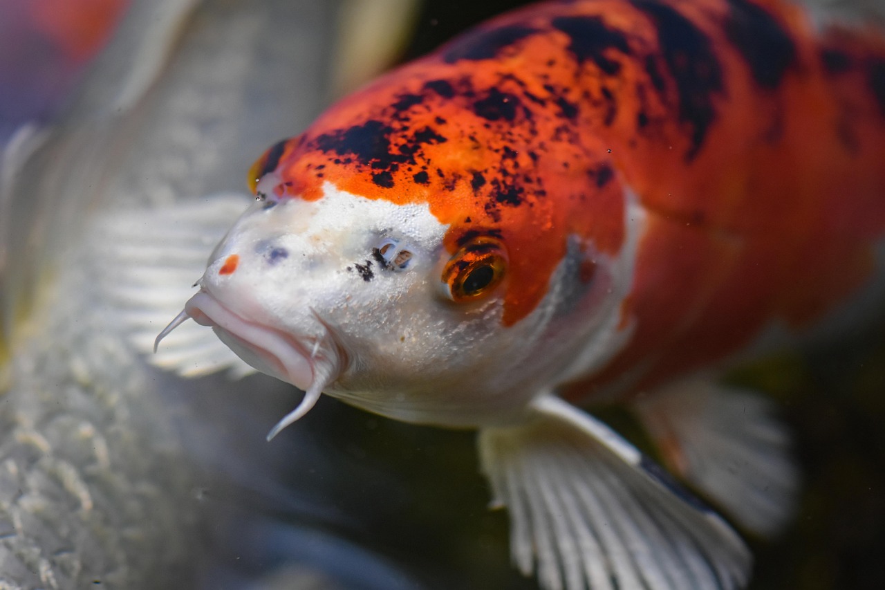 utsuri koi fish utsuri koi fish