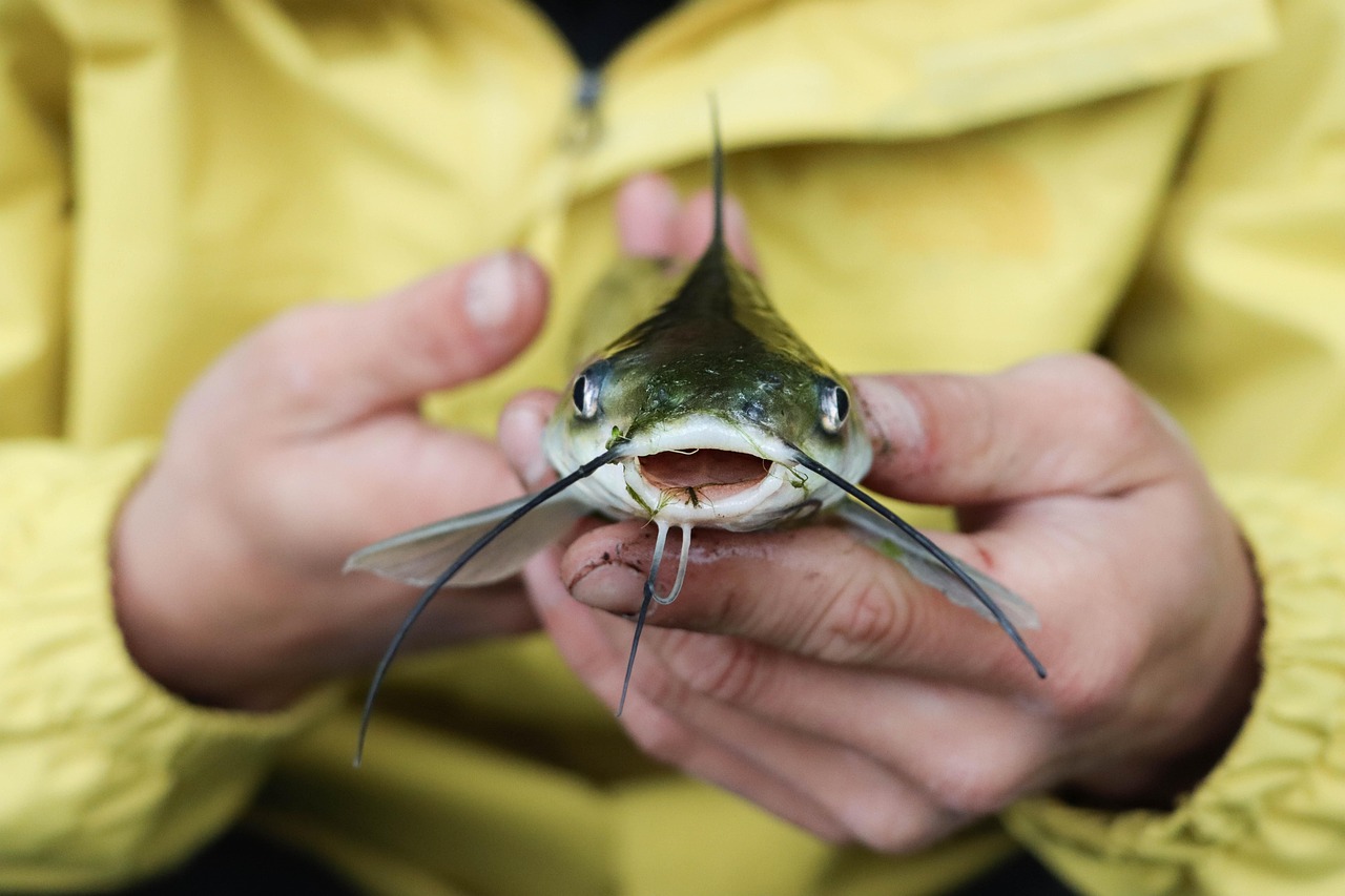 walking catfish land walking catfish land