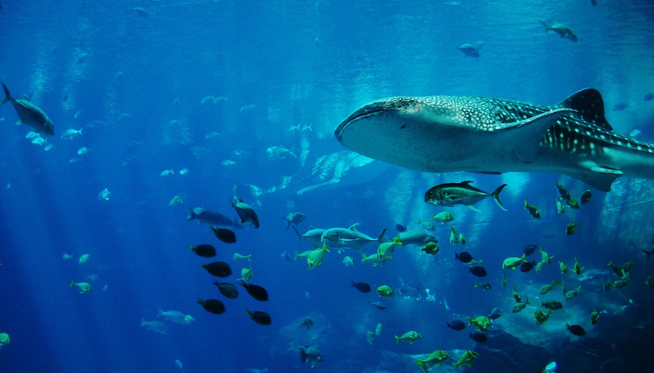 whale shark underwater whale shark underwater