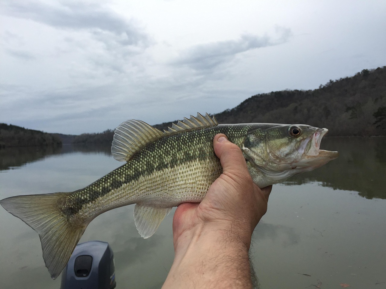 bass fish bass fish
