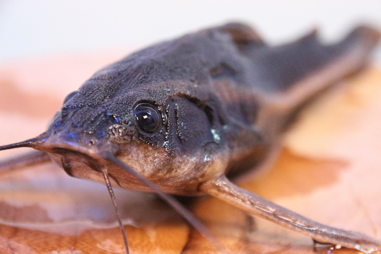 black bullhead catfish black bullhead catfish