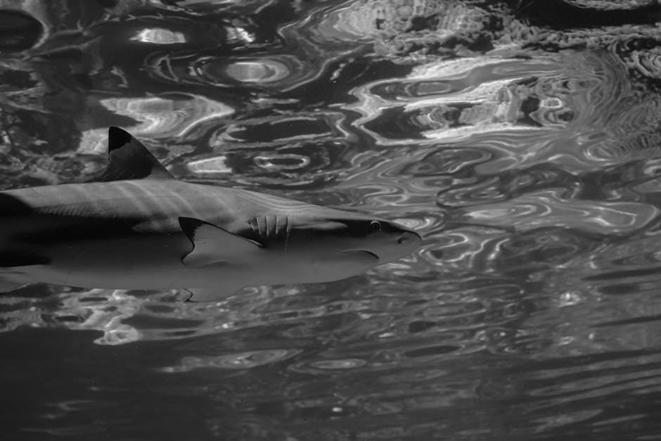 blacktip shark swimming blacktip shark swimming