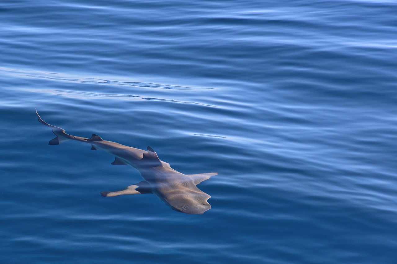 blacktip shark swimming blacktip shark swimming
