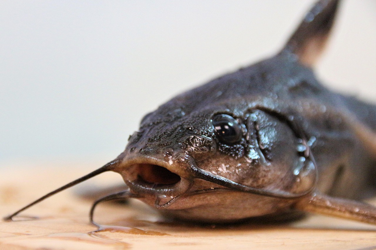 bullhead catfish bullhead catfish