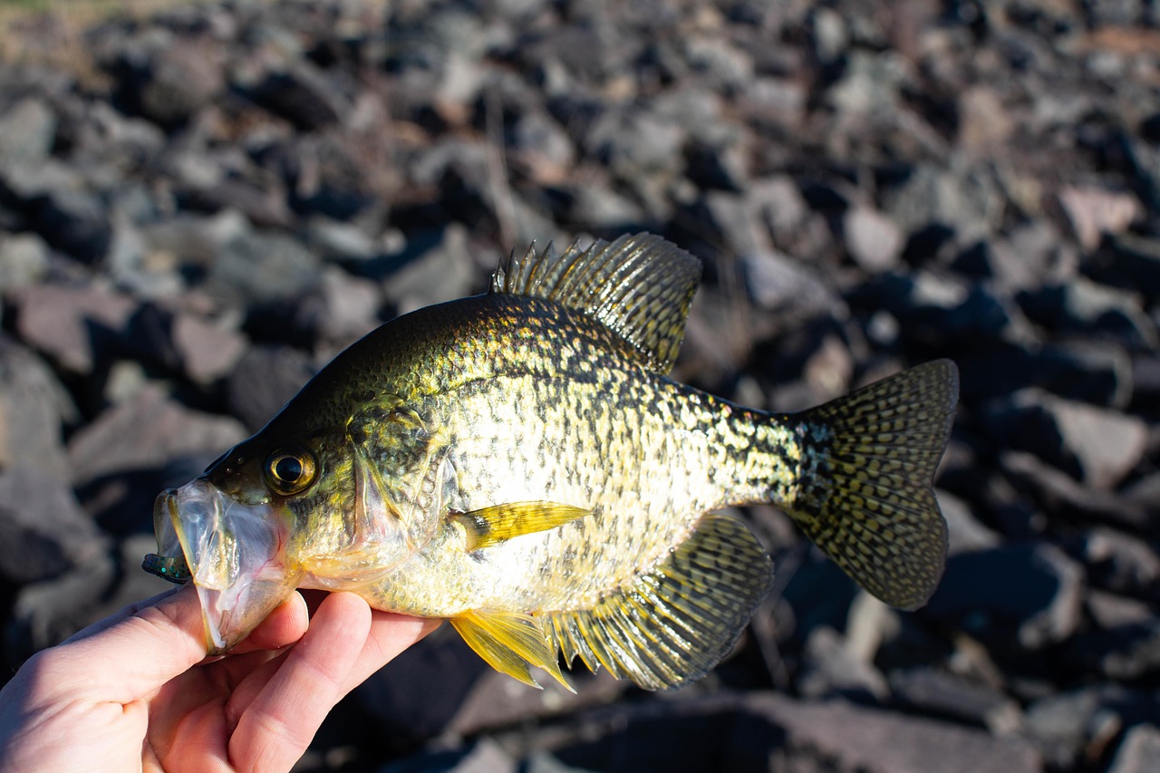 crappie fish crappie fish