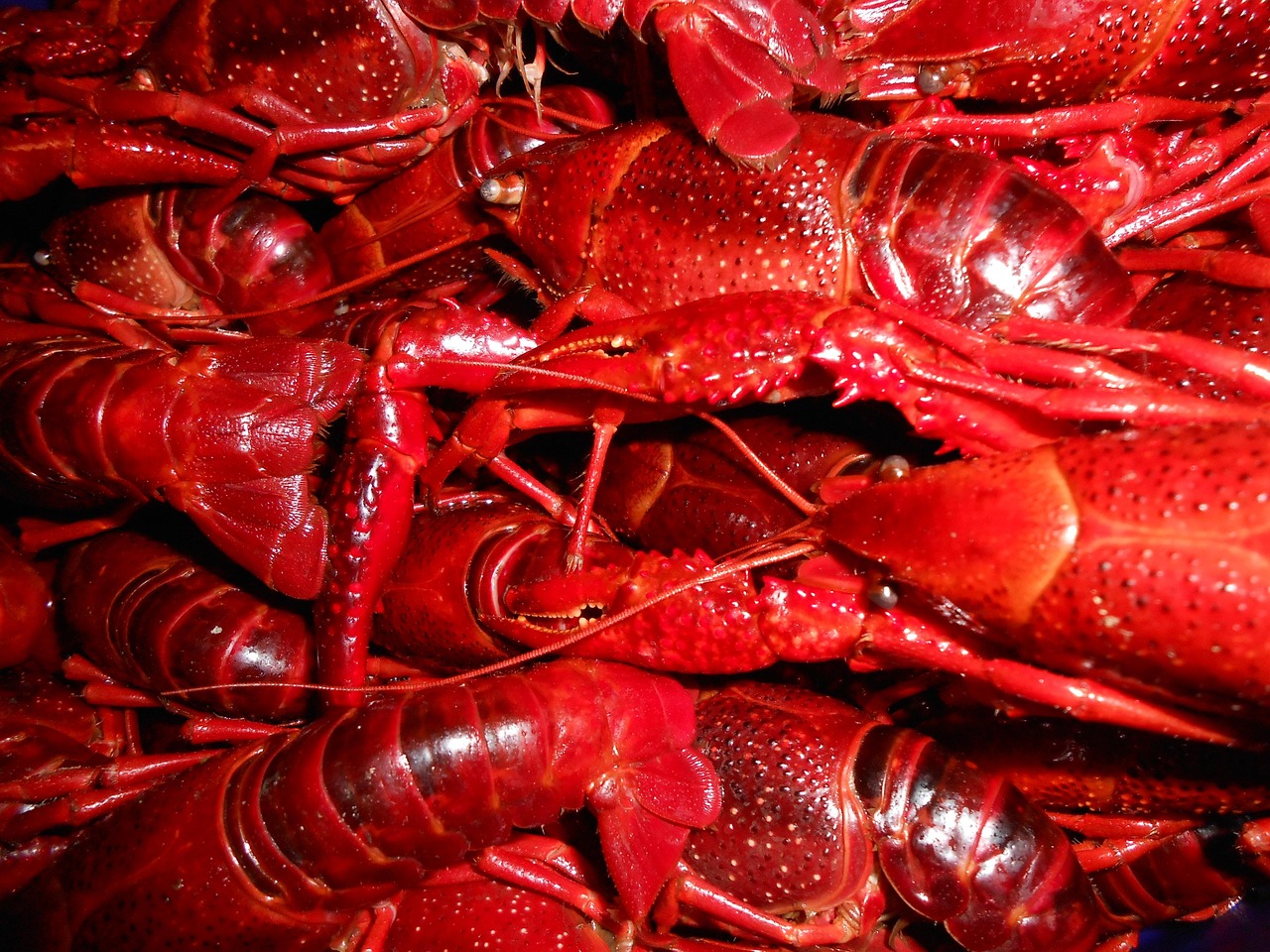 crawfish in water crawfish in water
