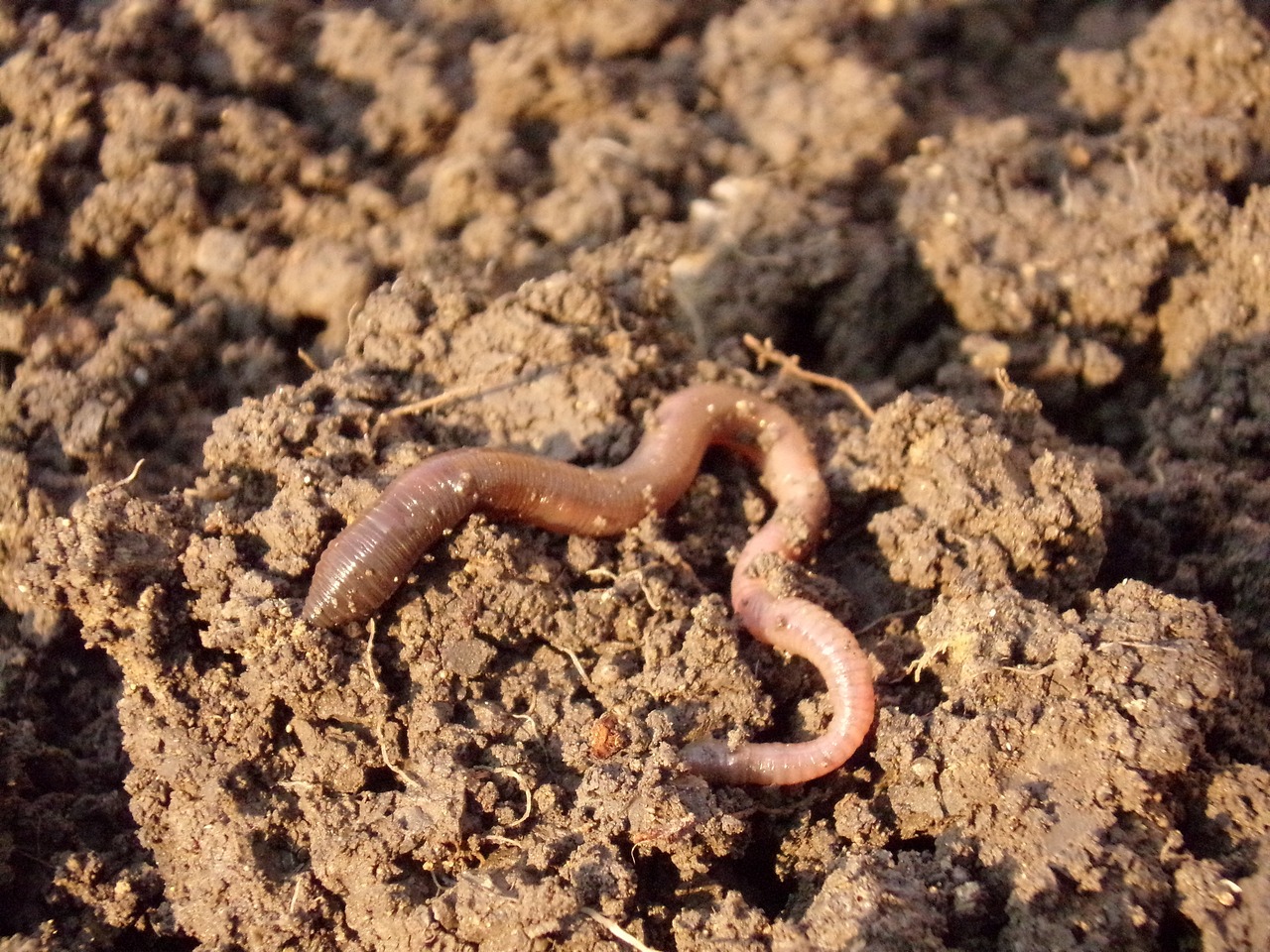 earthworms in soil earthworms in soil