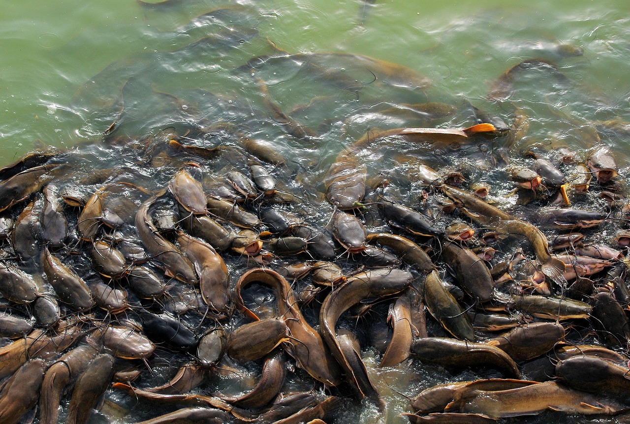 fish in water fish in water