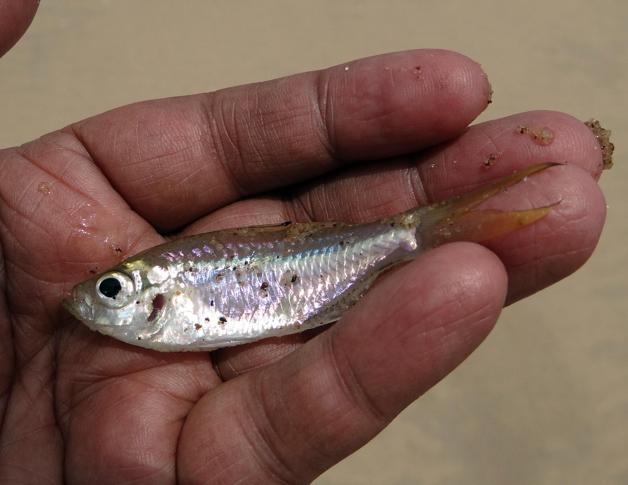 fishing minnows fishing minnows