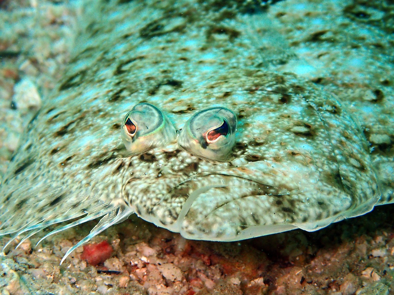 flounder fish sand flounder fish sand