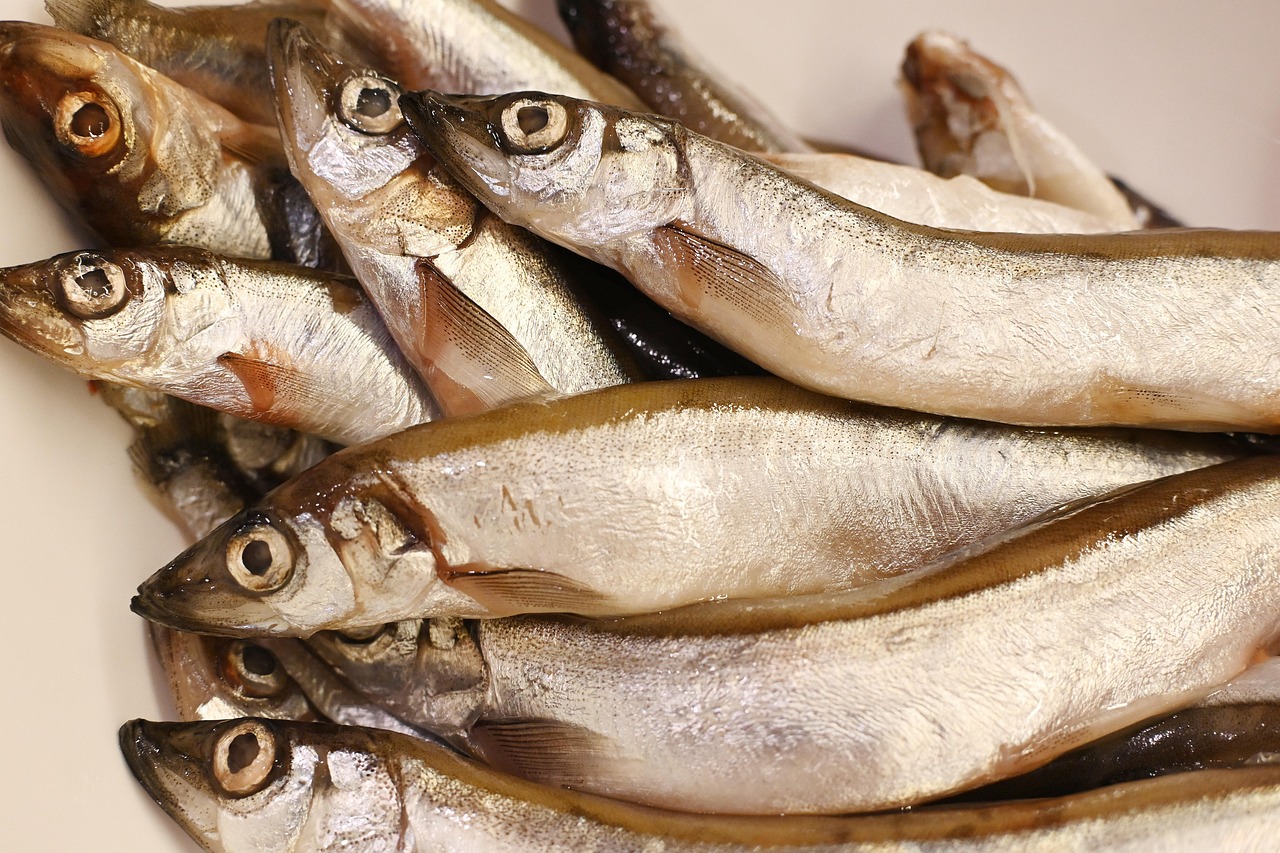 fresh fish bait fresh fish bait