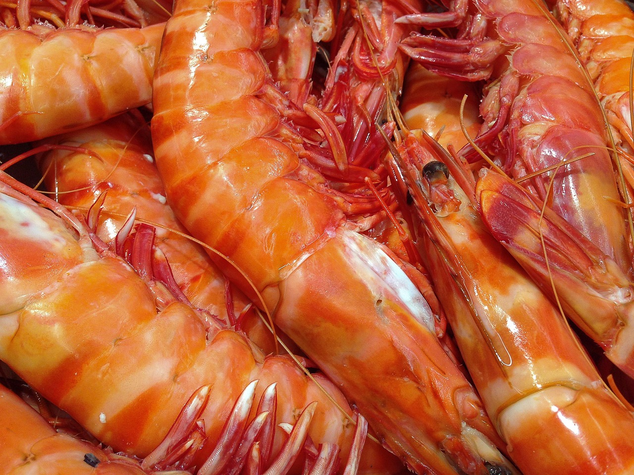 fresh shrimp bait fresh shrimp bait