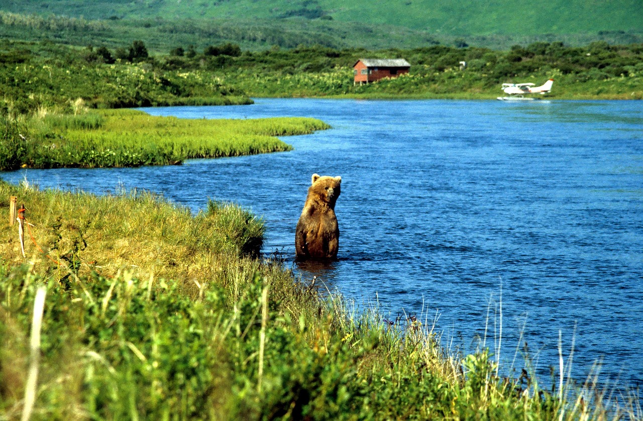 grizzly bear forest grizzly bear forest