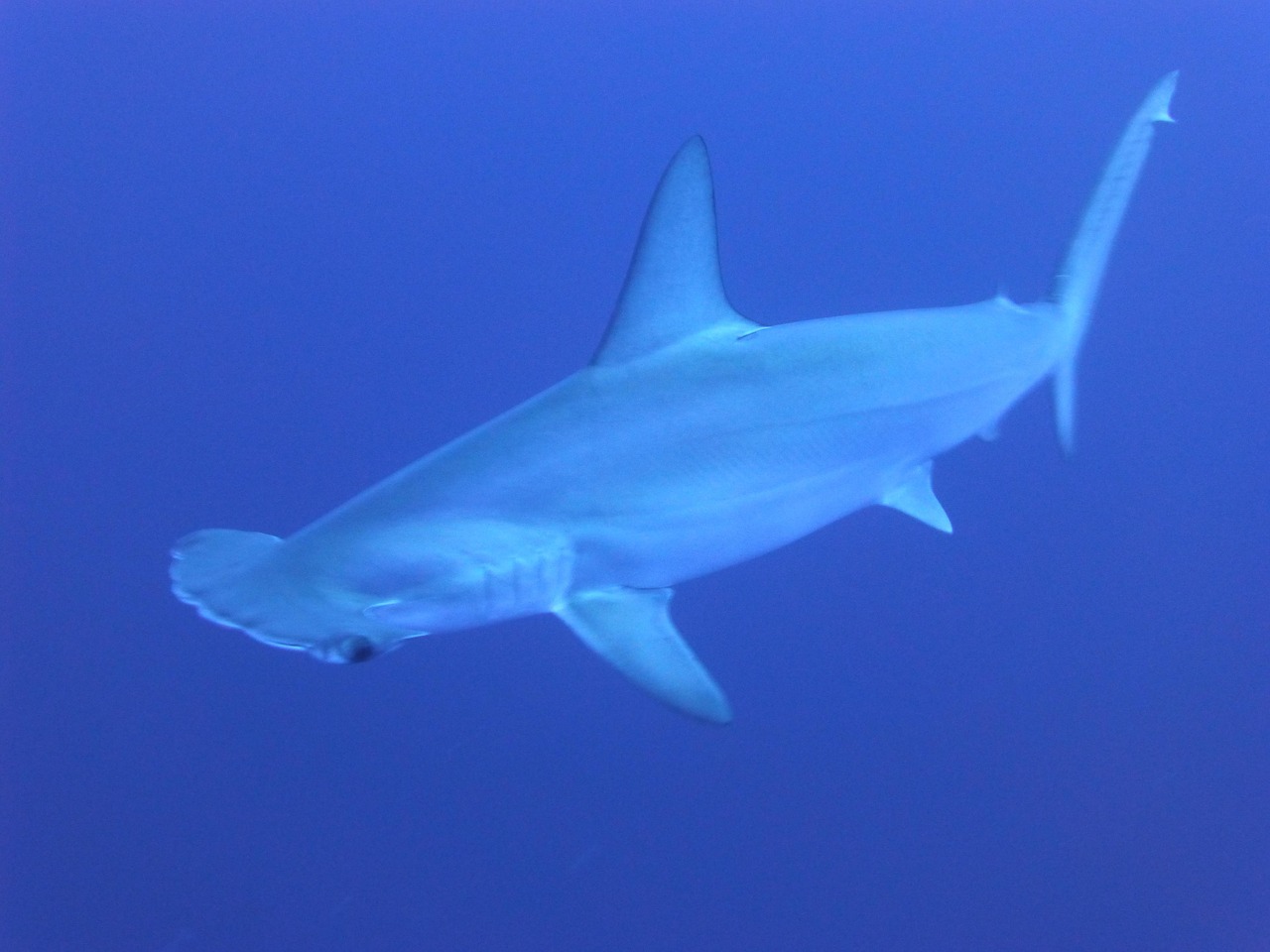 hammerhead shark head hammerhead shark head