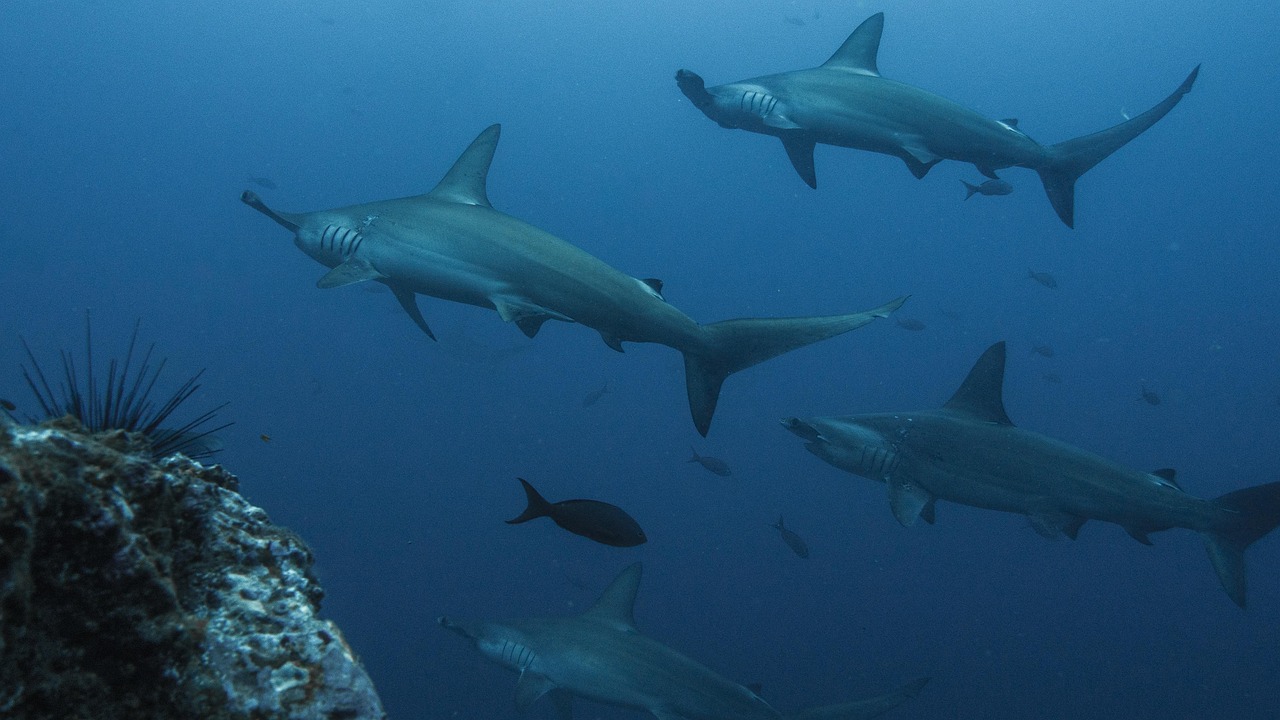 hammerhead shark underwater hammerhead shark underwater