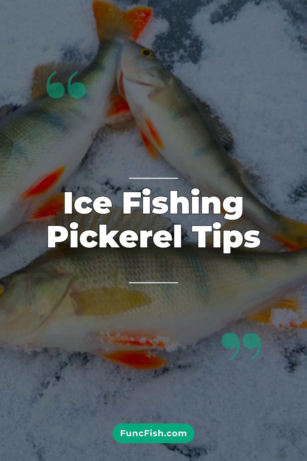Ice Fishing Pickerel Tips Ice Fishing Pickerel Tips