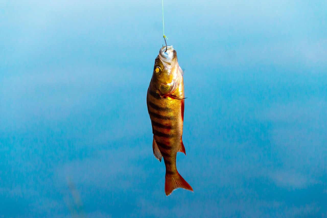 live bait fish live bait fish