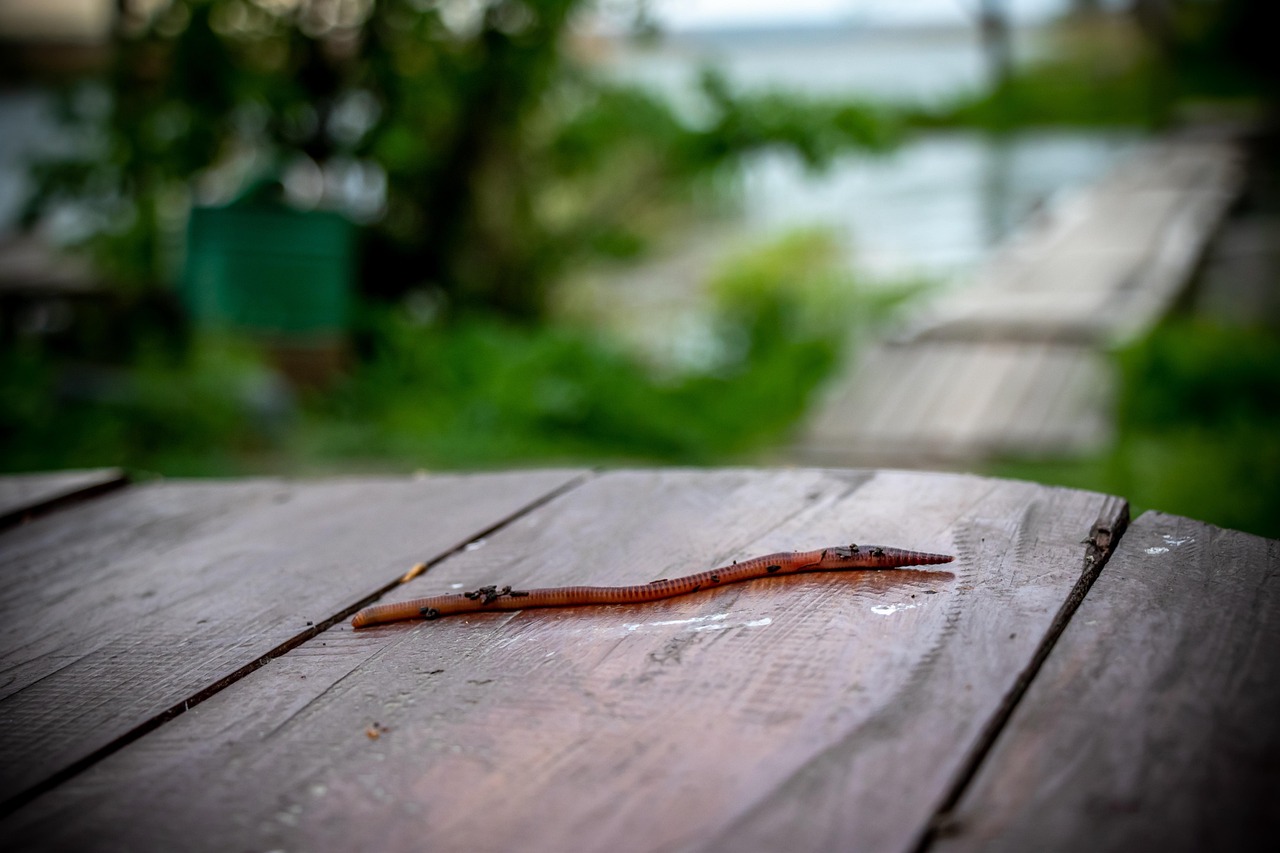 live bait worms live bait worms