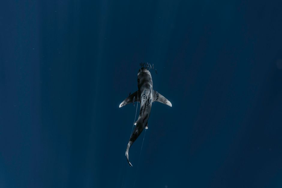 oceanic whitetip shark oceanic whitetip shark