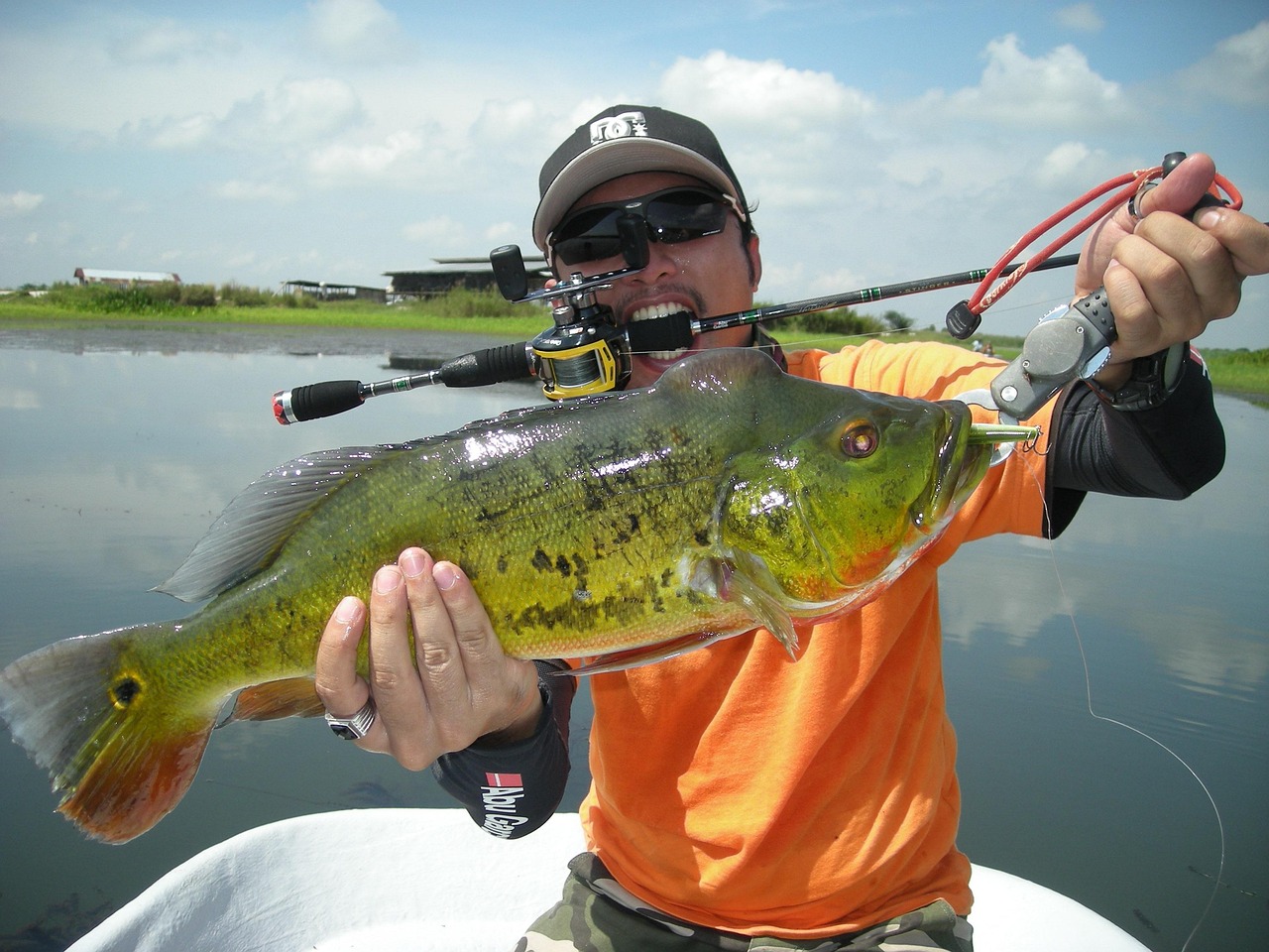 peacock bass fish peacock bass fish