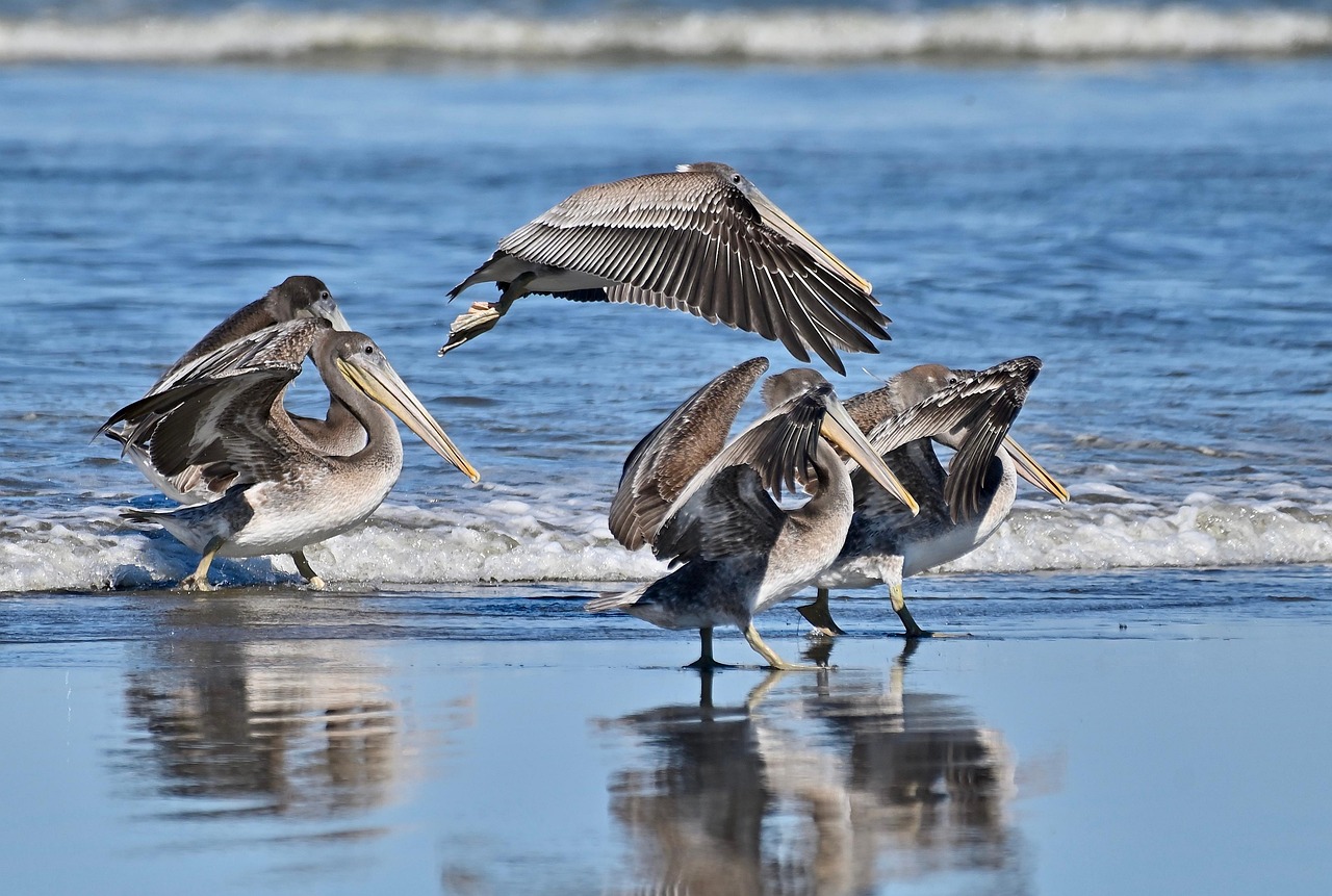 pelican diving ocean pelican diving ocean