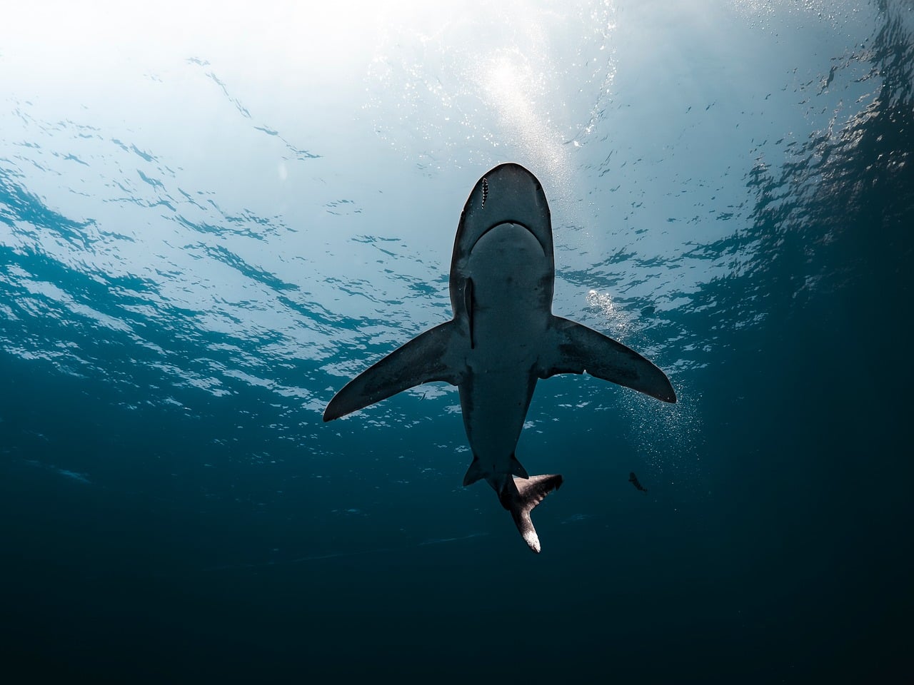 reef shark swimming reef shark swimming