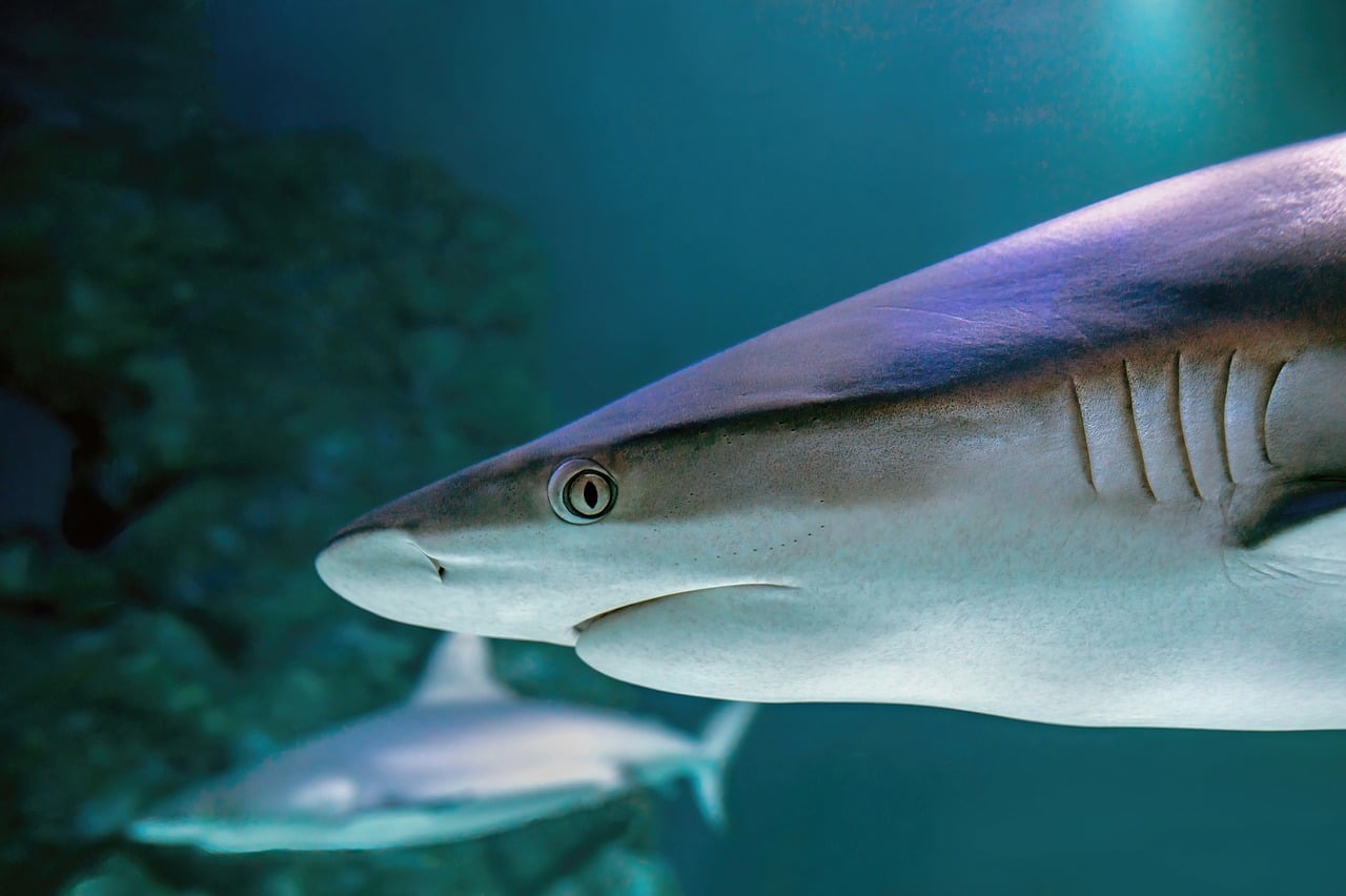 reef whitetip shark reef whitetip shark