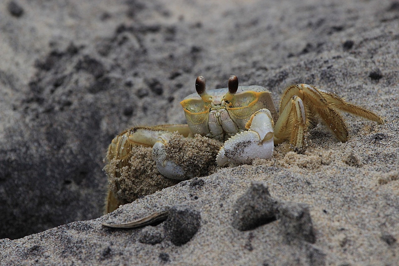 sand crab bucket sand crab bucket
